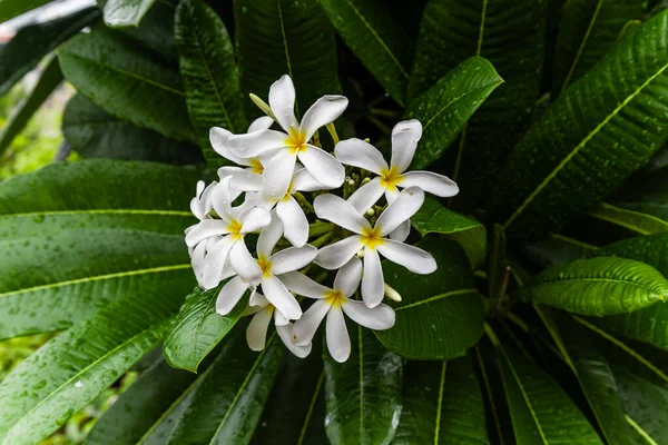 Singapur mezarlığı Sabahları yağmur damlaları ve yeşil yapraklı beyaz çiçek