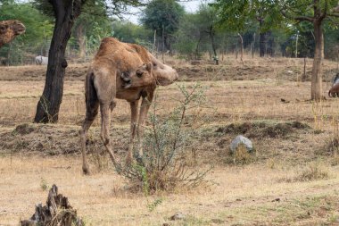 Genç deve gündüz düz açıyla vahşi doğada