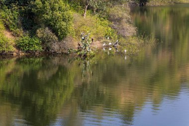 Dağ ormanı yansıması olan el değmemiş bir göl ve gündüzleri düz açıyla kenarda oturan kuşlar.
