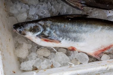 Taze balıklar, perakendecideki kar kutusunda farklı açılardan satılık tutuluyor.