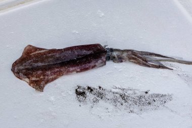 Taze mürekkep balığı, farklı açılardan, perakende satış için kar kutusunda tutulur.