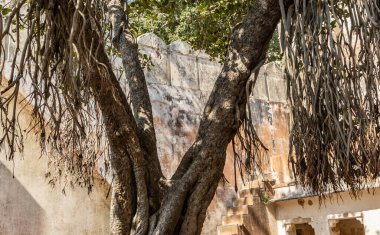 Banyan ağaç kökleri sabah düz açıyla