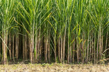 Kırsal kesimde şeker kamışı yetiştirme farklı açılardan.