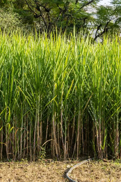 stock image sugarcane cultivation at rural farm from different angle