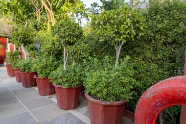 Akşam bahçesinde bir sürü çiçek saksısı var.