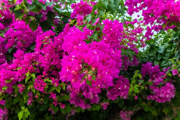 stock image bougainvillea glabra flower tree with pink flowers at day