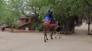 Udaipur Rajasthan Hindistan 'da 26 Kasım 2023' te gündüz deve sürüşünden hoşlanan turist videosu çekilmiştir..