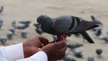 İzole edilmiş güvercin, sabah farklı açılardan yemek için insan eli uzatıyor.