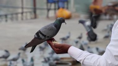 İzole edilmiş güvercin, sabah farklı açılardan yemek için insan eli uzatıyor.