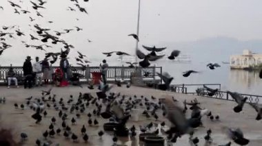 Udaipur rajasthan Hindistan 'da 25 Kasım 2023' te sabah uçuşu videosu çekildi..