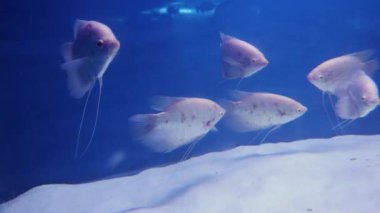 Farklı açılardan temiz mavi sudaki bir grup balık.