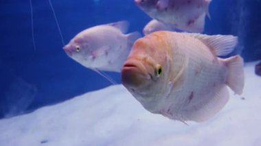 Farklı açılardan temiz mavi sudaki balıklar