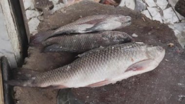 Perakende dükkanında taze balık kesimi gündüz farklı açılardan satılıyor.