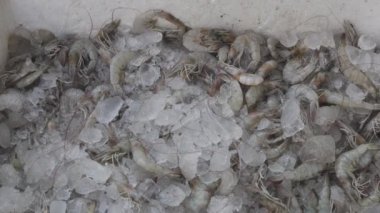 Taze karidesler, perakendecideki kar kutusunda farklı açılardan satışta tutuluyor.
