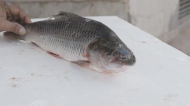 Taze balıklar, perakendecideki kar kutusunda farklı açılardan satılık tutuluyor.