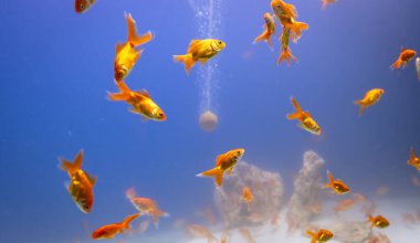 Farklı açılardan temiz mavi sudaki bir grup balık.