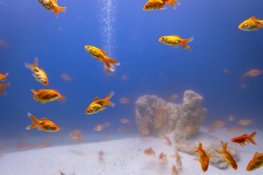 Farklı açılardan temiz mavi sudaki bir grup balık.