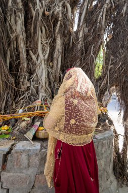 devotee worshiping the holy banyan tree with offerings at day on the occasion of Banyan tree worship festival, (Vat Savitri Puja) India. clipart