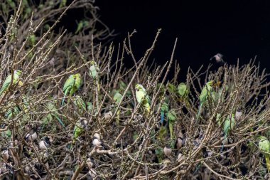 flock of parrot sitting at tree at evening clipart