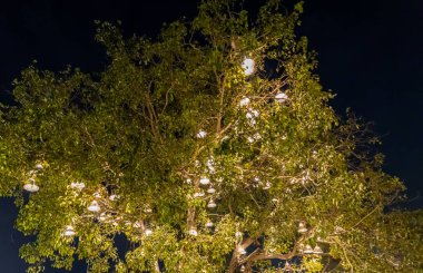 Ram Mandir ve Saryu Ghat yodhya Uttarpradesh Hindistan 'da gece çekilen Diwali festivali vesilesiyle banyan ağacı dekorasyon ışığıyla aydınlandı..