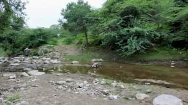 Sakin Yağmur Ormanları Sahnesi Sakin Nehir Suyu ve Sabahları Yoğun Yeşillik