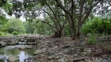 Sakin Yağmur Ormanları Sahnesi Sakin Nehir Suyu ve Sabahları Yoğun Yeşillik