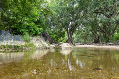 Sakin Yağmur Ormanları Sahnesi Sakin Nehir Suyu ve Sabahları Yoğun Yeşillik