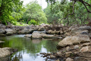Sakin Yağmur Ormanları Sahnesi Sakin Nehir Suyu ve Sabahları Yoğun Yeşillik