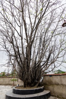 Sabahın köründe Tapınak Avlusunda Yapraksız Kutsal Banyan Ağacı