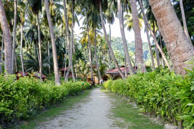 coconut farm land with leading walking trails at morning from flat angle clipart