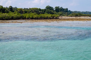 Parlak Gök Altında Mangrove Ormanı olan Mavi Deniz Sahil Hattı Andaman ve Nicobar Adaları 'ndaki Neil Adası' nda çekilmiştir..