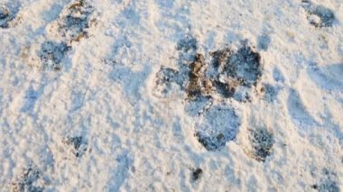 Beyaz tuz tabakaları sabah beyaz tuz düzlüklerini, beyaz tuz düzlüklerini, dramatik turuncu gündoğumu gökyüzünü, şafak vakti görüntüsünü, Dhordo Kutch White Rann Gujrat Hindistan 'da çeker..