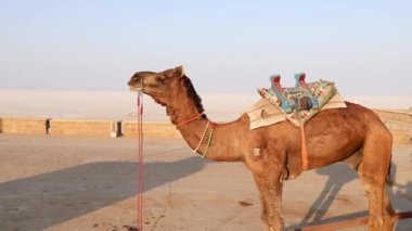 İzole edilmiş evcil hayvan devenin yakın görüntüsü ve beyaz tuz düzlükleri çöl sabah videosu çekilir dhordo kutch White Rann Gujrat Hindistan 'da.