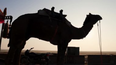 Beyaz tuz düzlüklerinde izole edilmiş evcil develerin sabah güneşli çöllerde çekilmiş görüntüsü Dhordo Kutch White Rann Gujrat Hindistan 'da çekilmiştir..