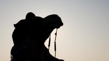 Dhordo Kutch White Rann Gujrat Hindistan 'da çekilen gündoğumunda parlak gökyüzü ve güneş parlayan devenin arka ışıklandırılmış çekimi..
