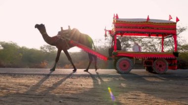 Uzak asfalt yolda koşan süslü deve arabası. Parlak gündoğumu gökyüzü videosu Dhordo Kutch White Rann Gujrat Hindistan 'da çekildi..