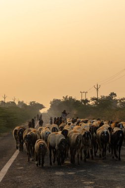 Koyun sürüsü sabahın erken saatlerinde çobanla yolda geziniyor.