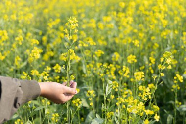 Kız eli nazikçe hardal çiçeklerini bulanık arka planla fırçalıyor.