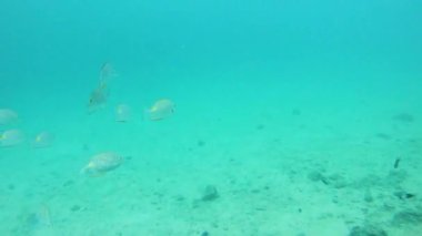 Açık denizde deniz yaşamı Sabah berrak mavi su
