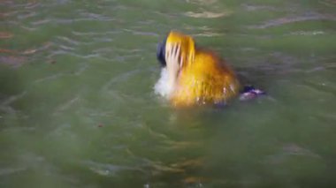 Mahakumbh Video 'da Triveni Sangam' ın kutsal sularına kutsal dalış yapan dindarlar, Masa Kumbh mela 'da çekilir..