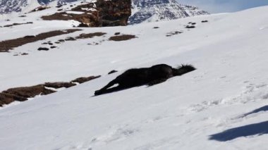Dağ köpeği sabah karlı tepelerde kayıyor.