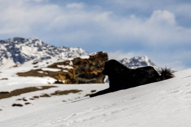 Sabahları karlı tepelerde dağ köpeği