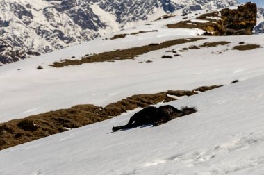 Sabahları karlı tepelerde dağ köpeği