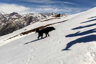Kar tepelerinde dağ yürüyüşü yapan vahşi bir köpek.