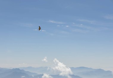 Sonsuz parlak mavi gökyüzü ve yalıtılmış kuş sabah yüksekten uçuyor.