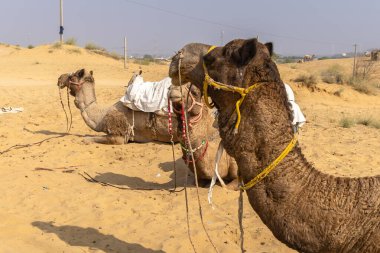 Çölde geleneksel oturma arabası olan evcil develerin farklı açılardan çekilmiş görüntüleri Hindistan, Rajasthan 'da çekildi..