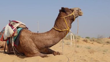 Çölde geleneksel oturma arabası olan evcil develer farklı açılardan Hindistan 'ın Rajasthan şehrinde çekiliyor..