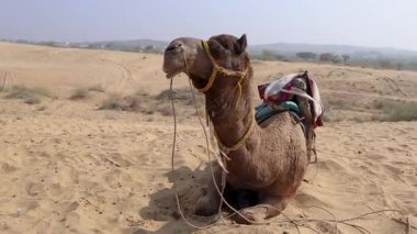 Çölde geleneksel oturma arabası olan evcil develer farklı açılardan Hindistan 'ın Rajasthan şehrinde çekiliyor..