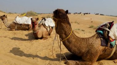 Çölde geleneksel oturma arabası olan evcil develer farklı açılardan Hindistan 'ın Rajasthan şehrinde çekiliyor..