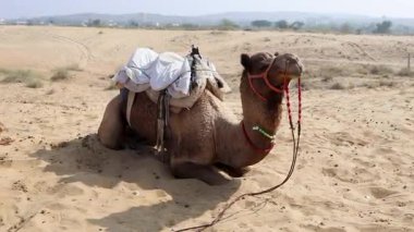 Çölde her gün farklı açılardan geleneksel oturma arabası olan evcil deve.